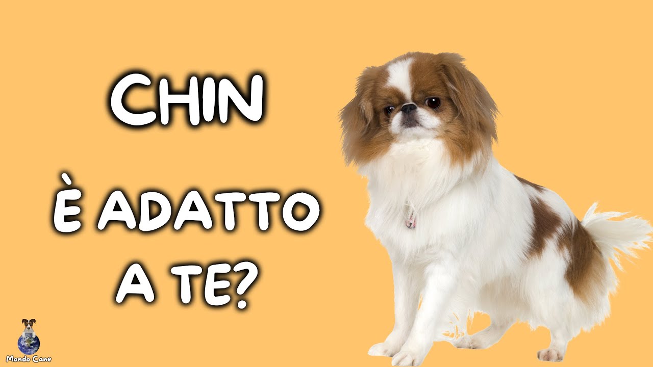 Chin Giapponese: Cosa Sapere