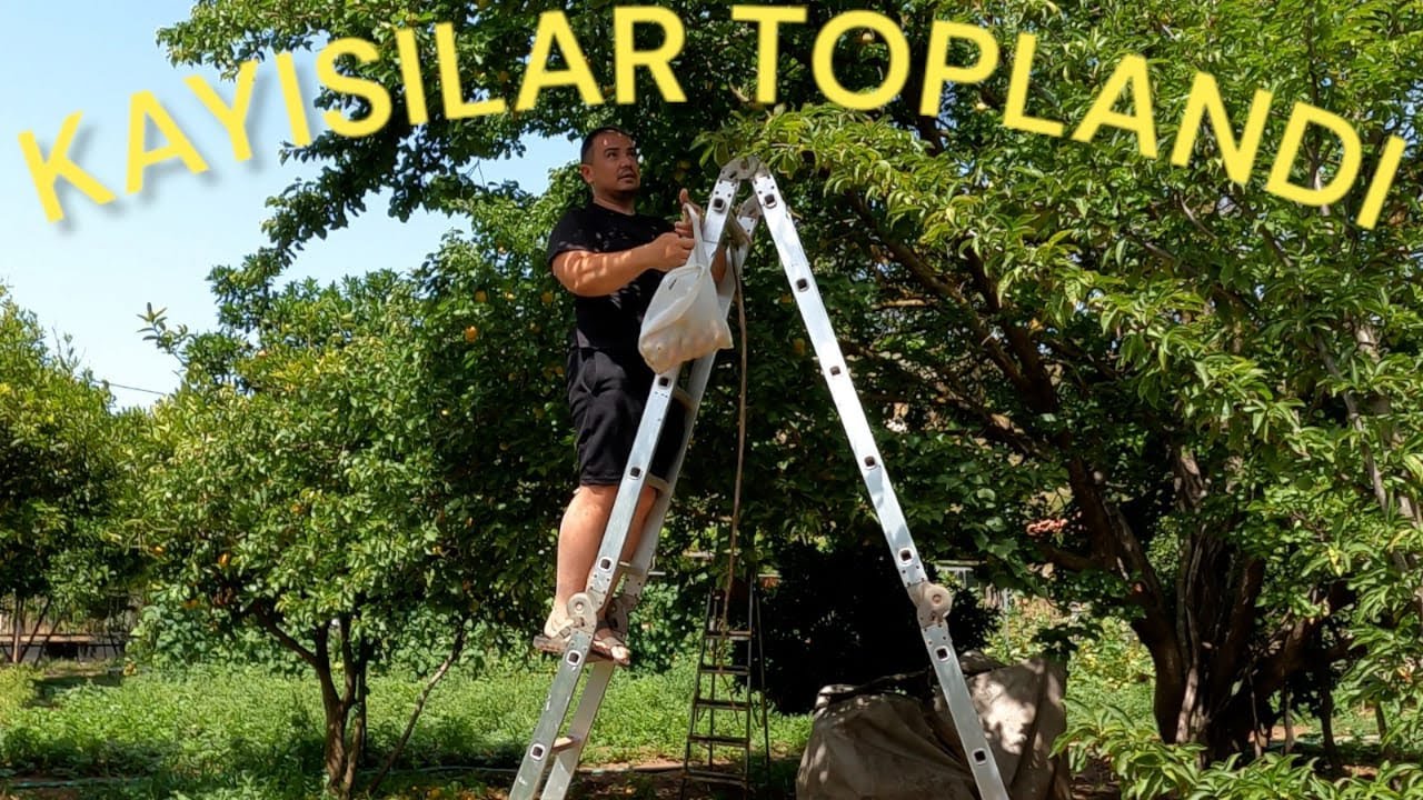 YANLIŞ TAVUK IRKI ALMIŞIM.?/YENİ BAŞLAYACAK OLANLAR MUTLAKA İZLESİN.?/KAYISILARIMIZI TOPLUYORUZ..