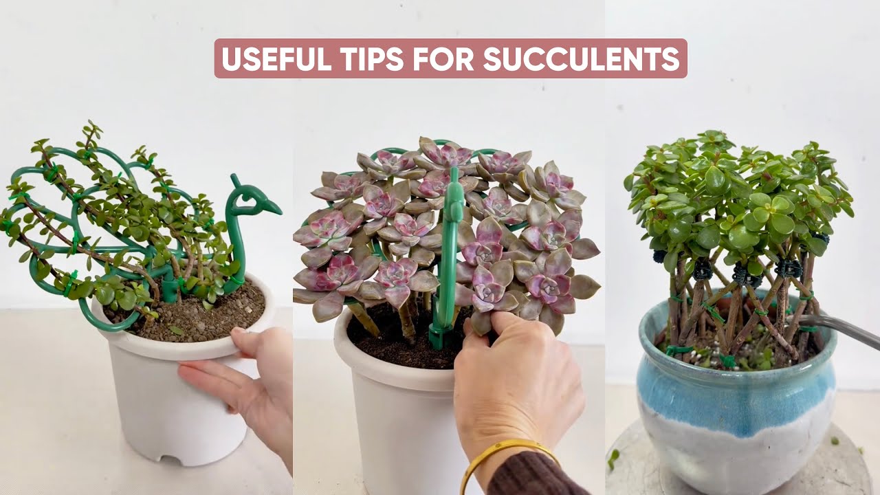 How to Care for Succulents: Everything You Need to Know