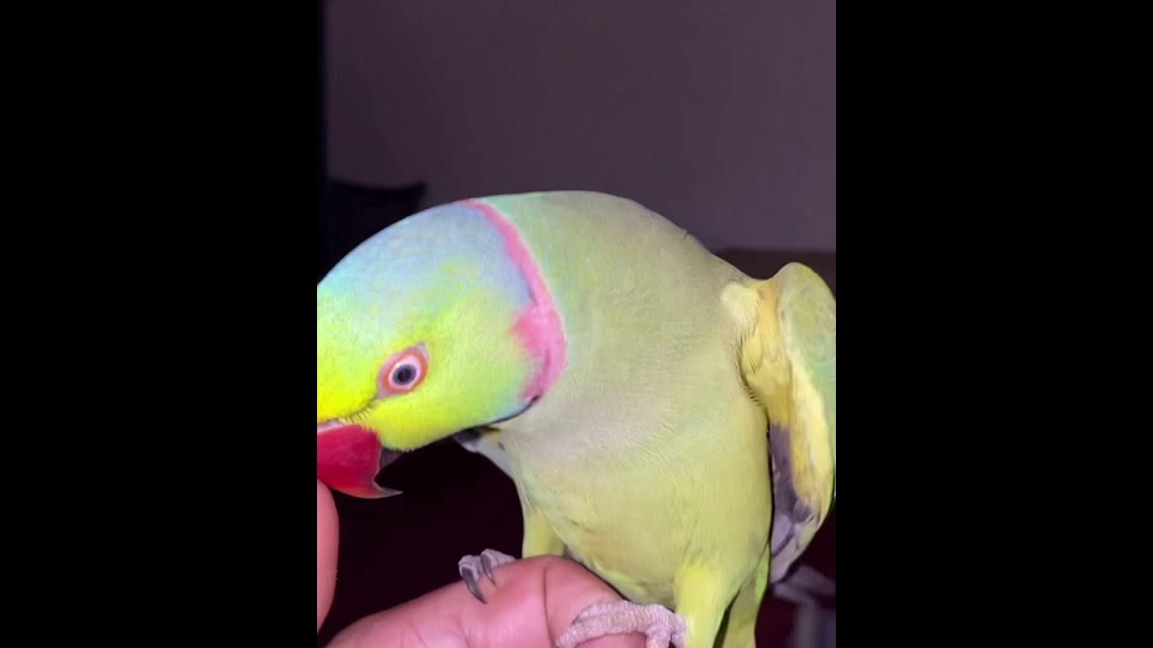 Introducing Mr. Kisser my new pet indian ringneck parrot | Shorts
