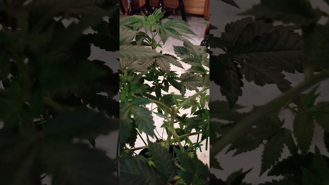 Pineapple Express from coastal genetics