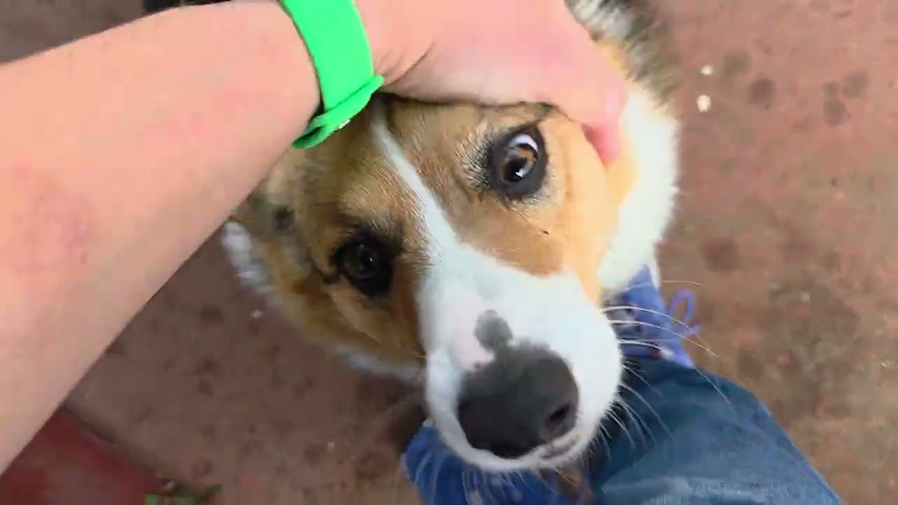 Gracie Girl The Corgi Put On A Few Pounds & Was Glad To See Me! 💯😋