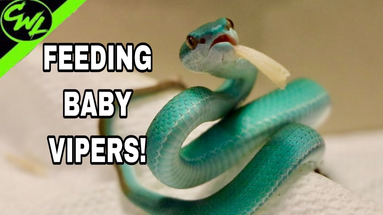 FEEDING MY BLUE VIPERS!!!