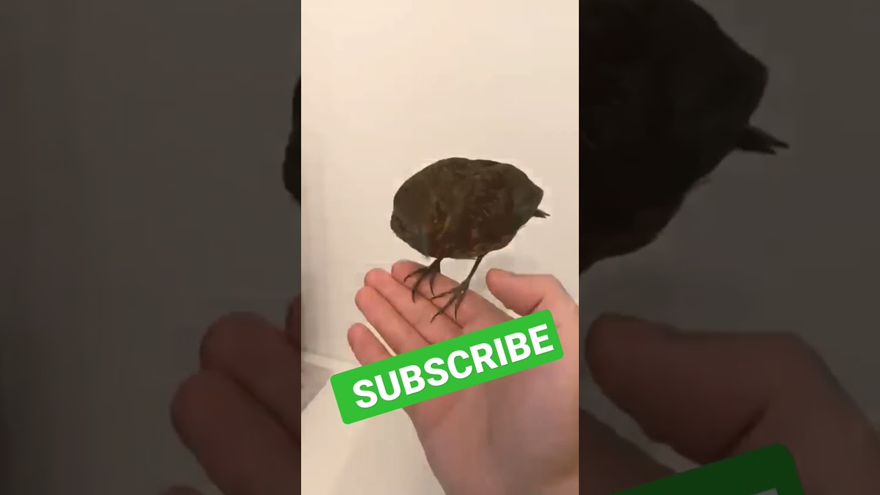 Simplu&Fain o filmează pe Armina 😂