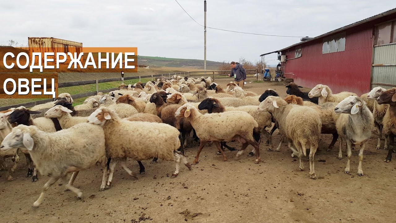 Содержание молочных овец. КФХ Андрея Цуркан. Республика Молдова