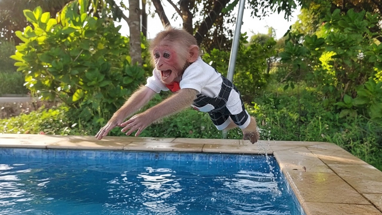 A Fun Swimming Competition for Moon and Bon