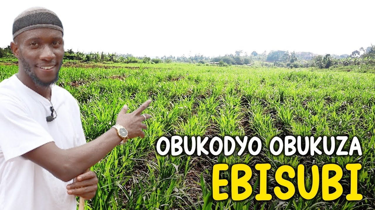 Manya bino bwoba okoola ebisagazi byo okuume sente | 2026