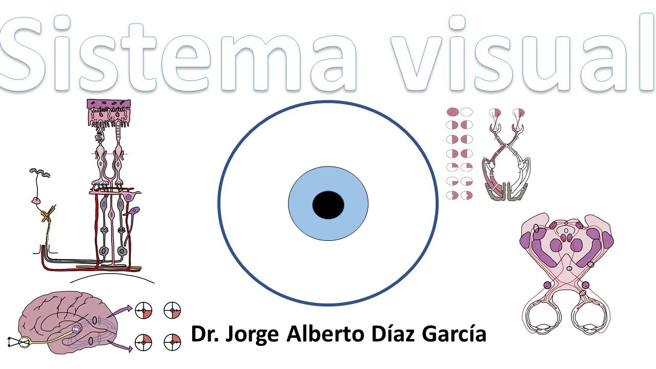 Sistema visual (resumen)