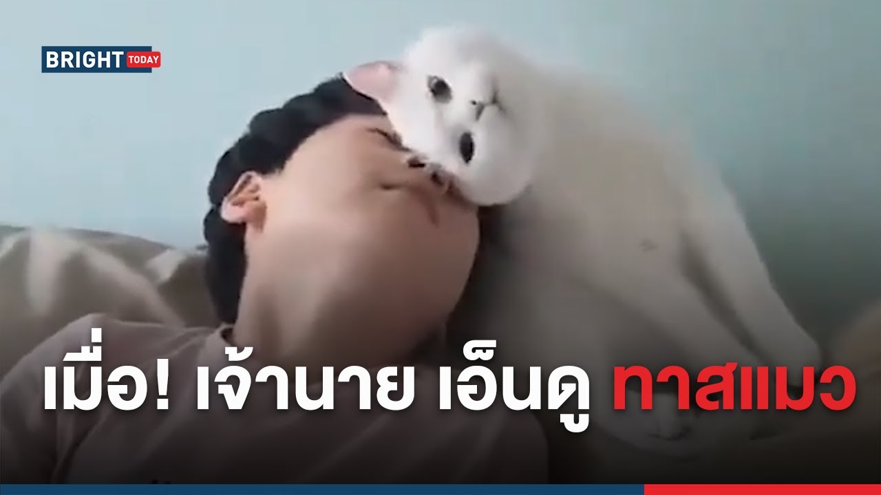 เมื่อ! เจ้านาย เอ็นดู ทาสแมว