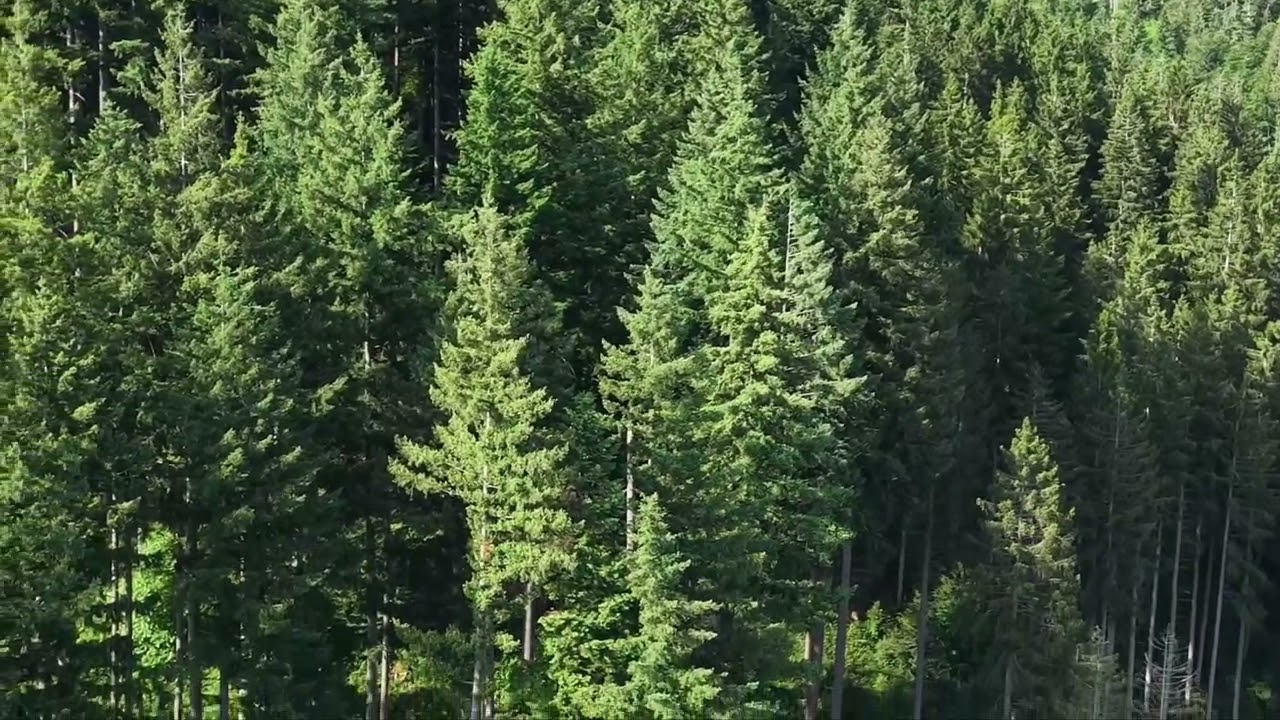 Todtnau/Schwarzwald