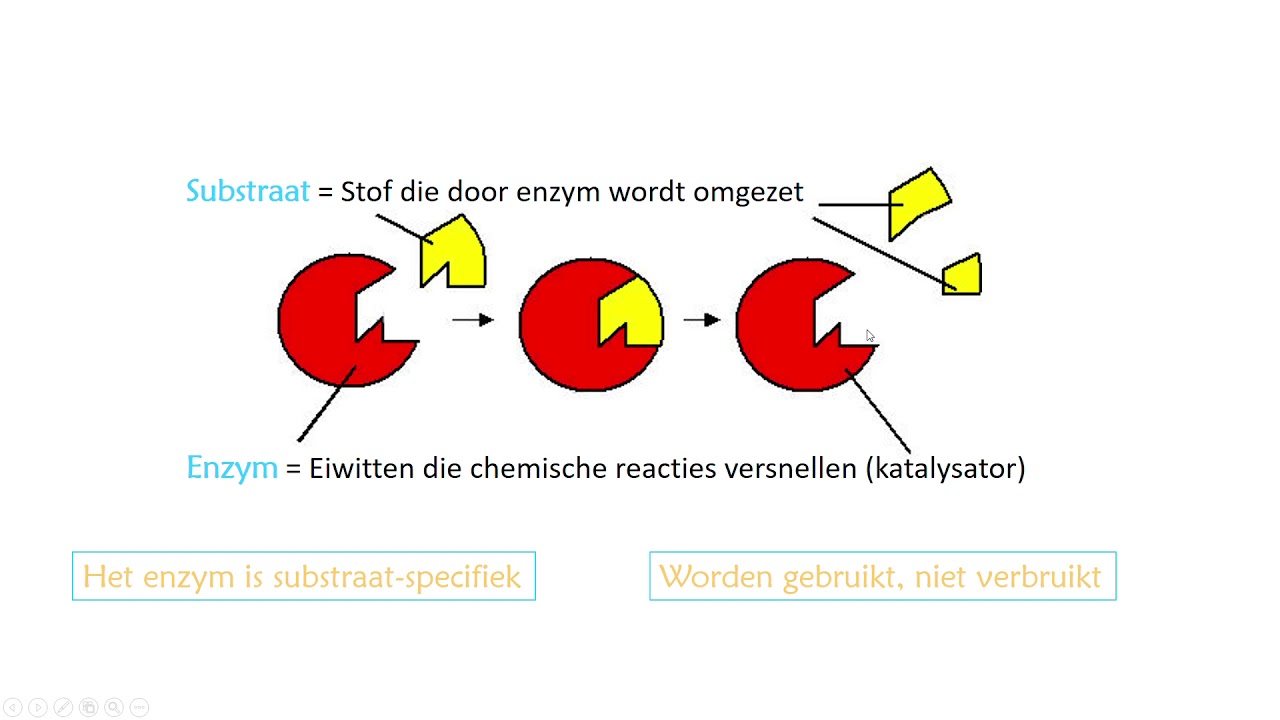 Uitleg enzymwerking