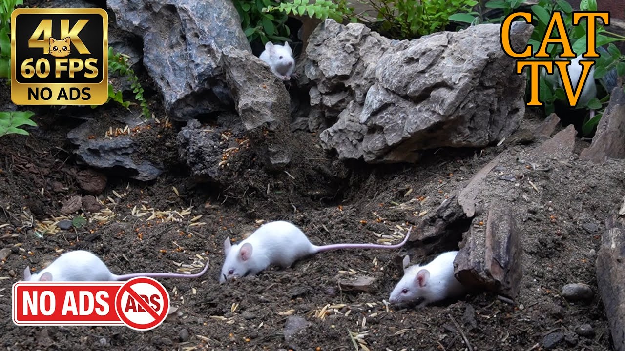 [NO ADS, NO AI] CAT TV Cinema 🐭 White Mice Rocky Garden Adventure - 4K 60FPS