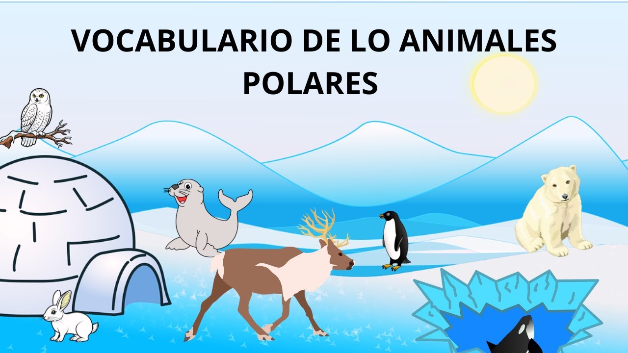 VOCABULARIO DE LOS ANIMALES POLARES EN INGLÉS Y ESPAÑOL/INGLÉS PARA NIÑOS/ANIMALES DEL POLO