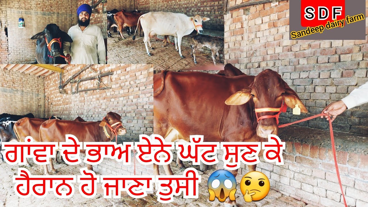 1 September 2021#ਗਾਂਵਾ ਦੇ ਭਾਅ ਏਨੇ ਘੱਟ  ਸੁਣ ਕੇ ਹੈਰਾਨ ਹੋ ਜਾਣਾ ਤੁਸੀ 😱🤔🤔ਜਿਲਾ ਤਰਨਤਾਰਨ।