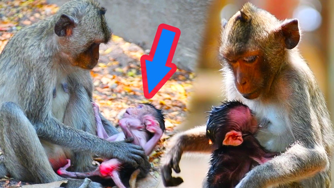 The little monkey is fascinating and its mother is watching over it all the time