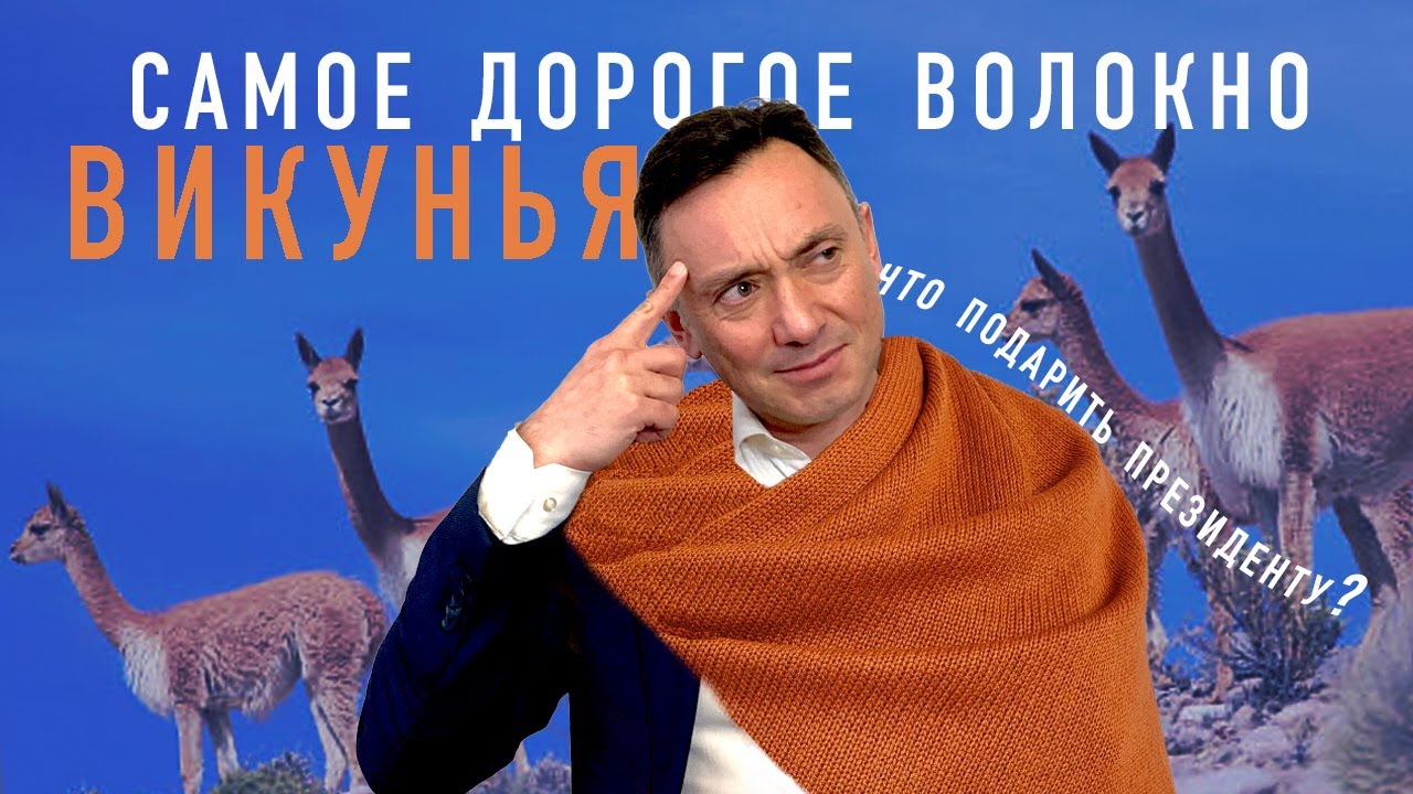 ВИКУНЬЯ, САМОЕ ДОРОГОЕ В МИРЕ ВОЛОКНО ИЛИ, ЧТО ПОДАРИТЬ ПРЕЗИДЕНТУ?