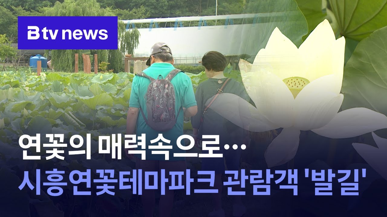 연꽃의 매력속으로…시흥연꽃테마파크 관람객 '발길'