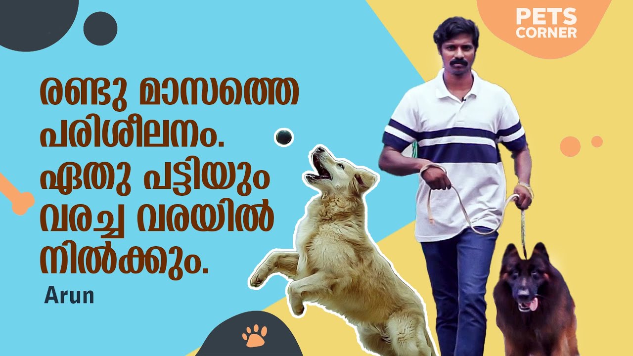 രണ്ടു മാസത്തെ പരിശീലനം., ഏതു പട്ടിയും വരച്ച വരയില്‍ നില്‍ക്കും... Arun @keralapetscorner