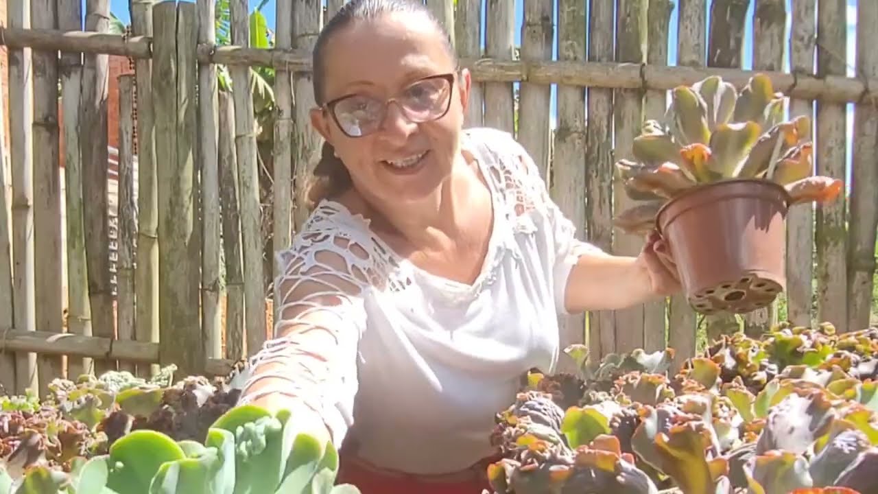 MINHA COLEÇÃO  SUCULENTAS _ MATRIZES  PARTE 01