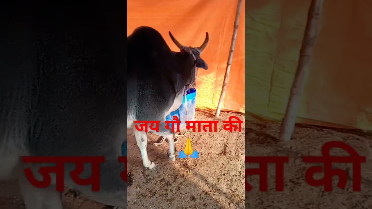 #mahabharat #motivation #story #motivational #hindi #gaukatha #gauraksha #gaumata #गौमाता 🙏🙏🙏🙏