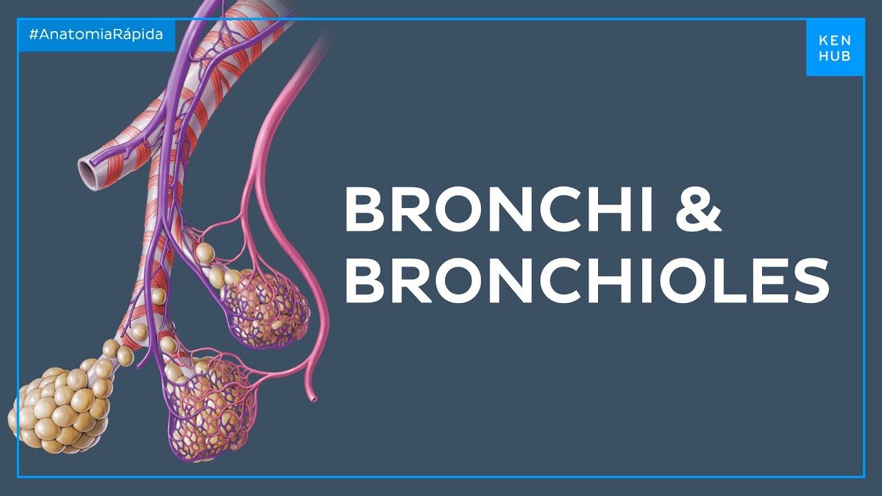 Bronchi and bronchioles - Quick Anatomy |&nbsp;Kenhub