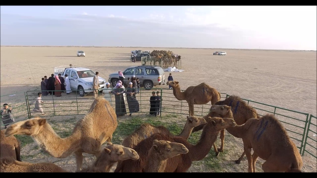 مهرجان هجيج أبل السليمان الثاني 2017