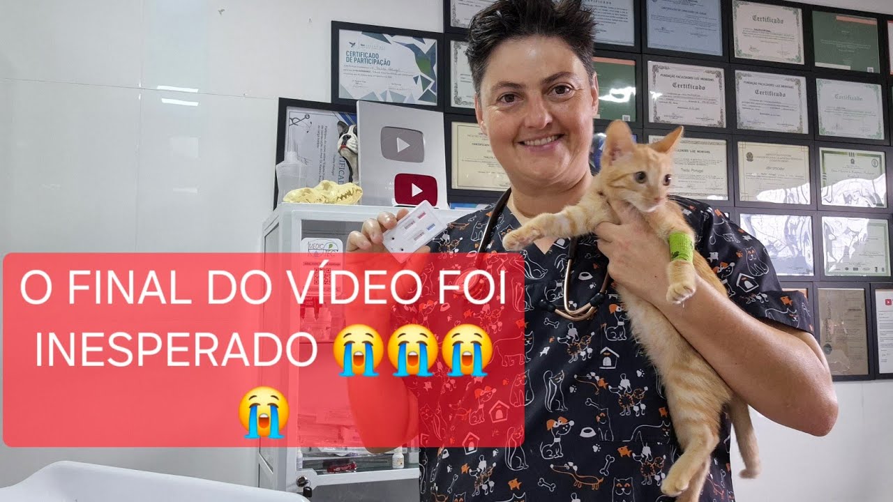 FELV E FIV FELINA