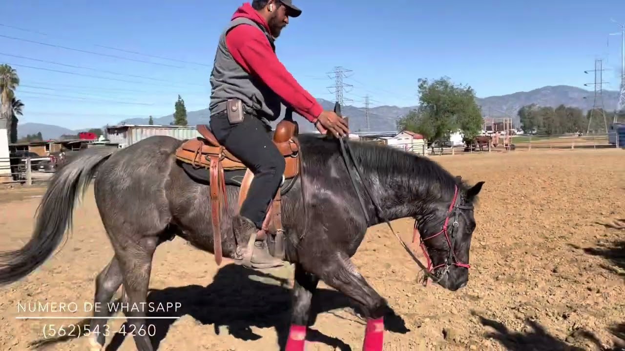 Como usar las espuelas y las piernas a la hora de montar un caballo