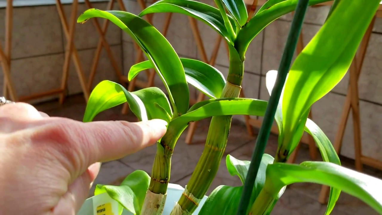 Light requirements for Phalenopsis, Dendrobium, Cattleya and Vanda orchids.