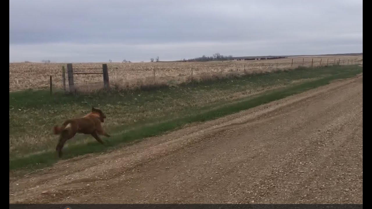 Riding with a friend- Penni the dog