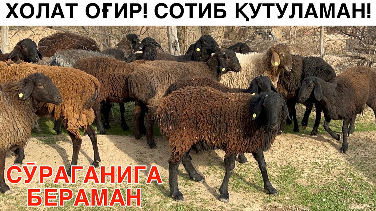СОТМАСАМ БӮЛМАЙДИ. ☎️+998881424363
