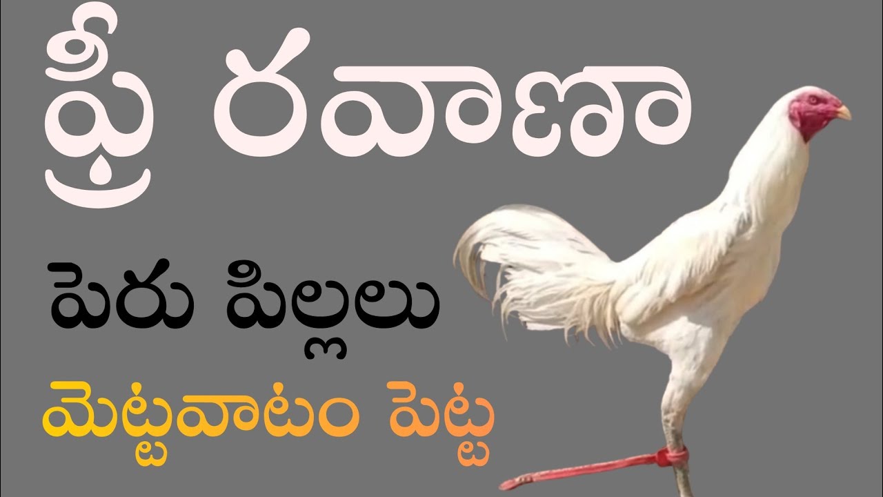 అతి తక్కువ ధరలో పెరు పిల్లలు #99894 44991 #khrfarms #peru #chicks