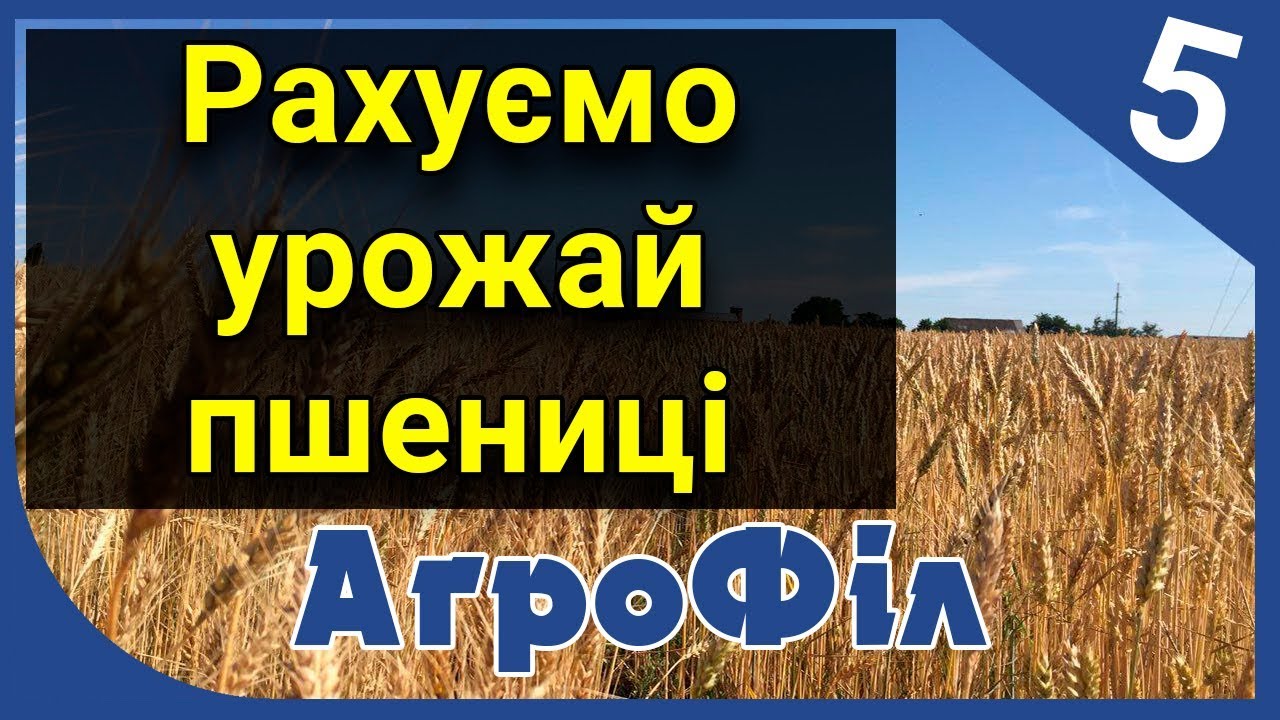 Рахуємо урожай пшениці. АгроФіл 5