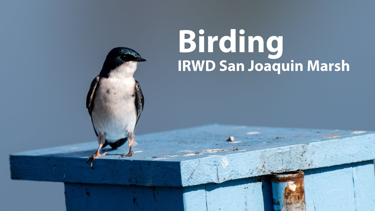 Birding San Joaquin Marsh
