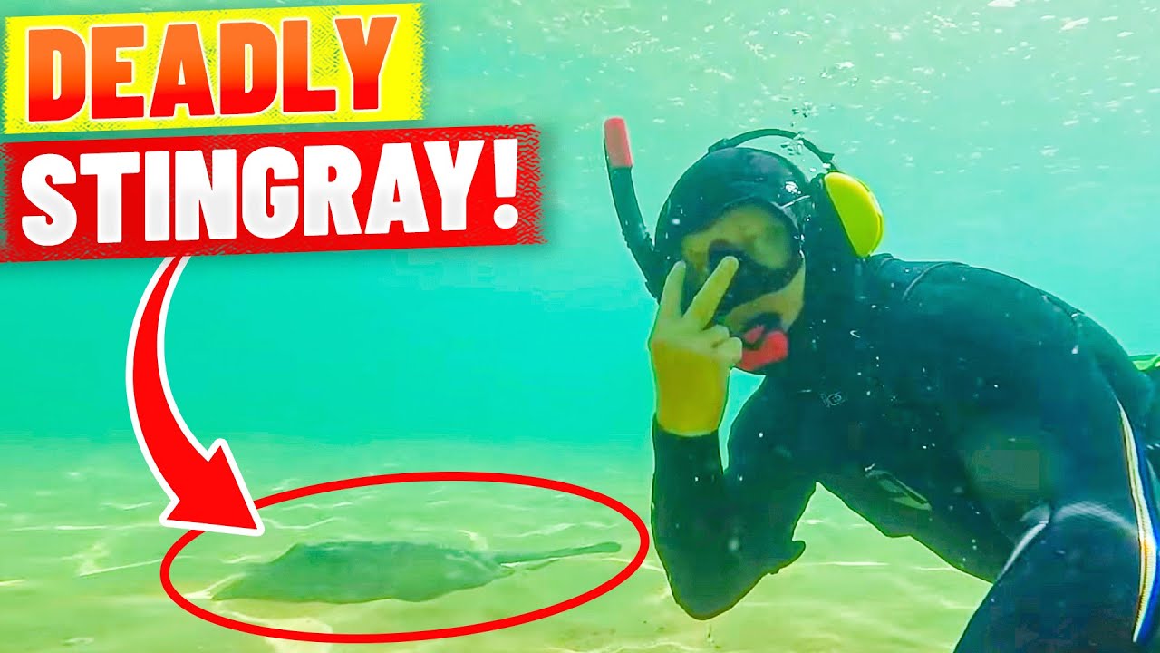 Finding Jewellery on Bondi Beach and DEADLY Stingray!! (Underwater metal detecting)