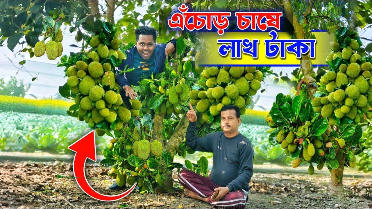 ১ বিঘায় ৬ লাখ টাকা আয় করুন এঁচোড় চাষ করে | Kanthal Chas | JackFruit | বারোমাসি কাঁঠাল চাষ