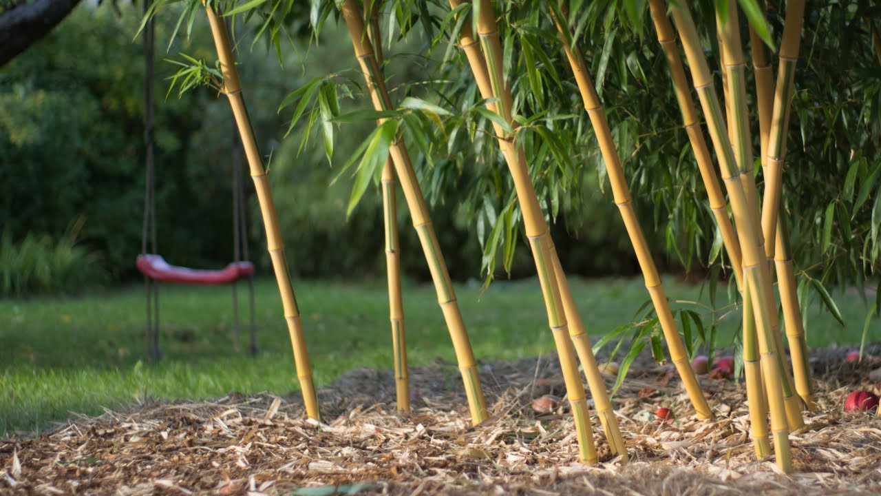 Bambusy Phyllostachys vivax po 2 tygodniach