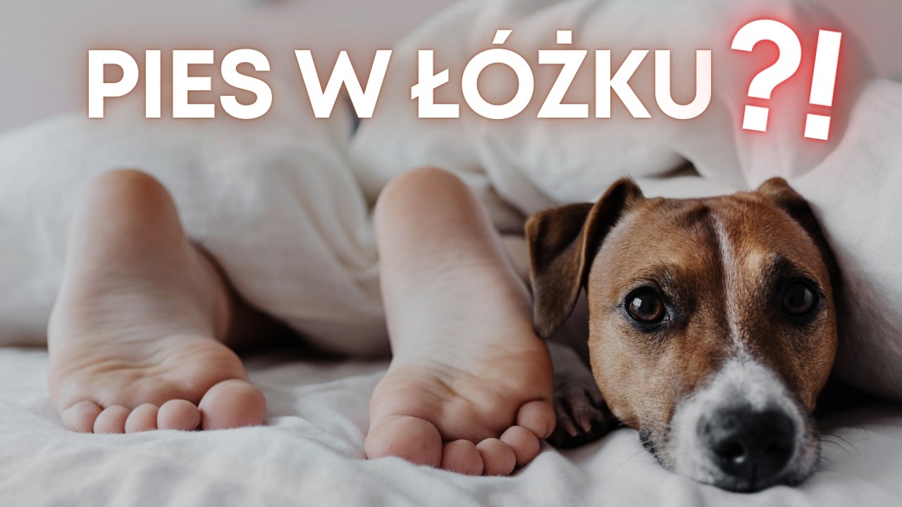 Czy pies może spać w łóżku? | Rozmowy z Zofią Mrzewińską Odc. 46 | Gosia Smoczyńska