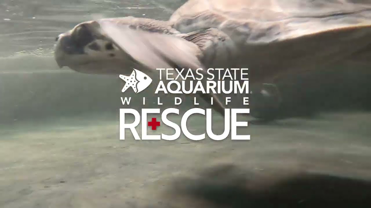 Texas State Aquarium Releases Cold-Stunned New England Kemp’s Ridley Sea Turtles