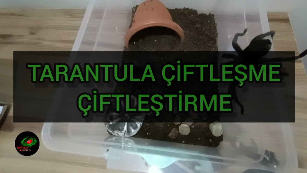 TARANTULA ÇİFTLEŞME/ÇİFTLEŞTİRME |GRAMMOSTALA PULCHRA 🕷️🕷️