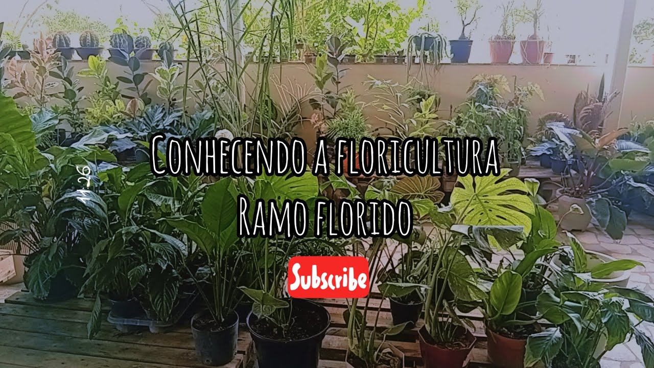 Conhecendo a floricultura Ramo florido  @aparecidamendes1656 💐 deixe o like ⚘️