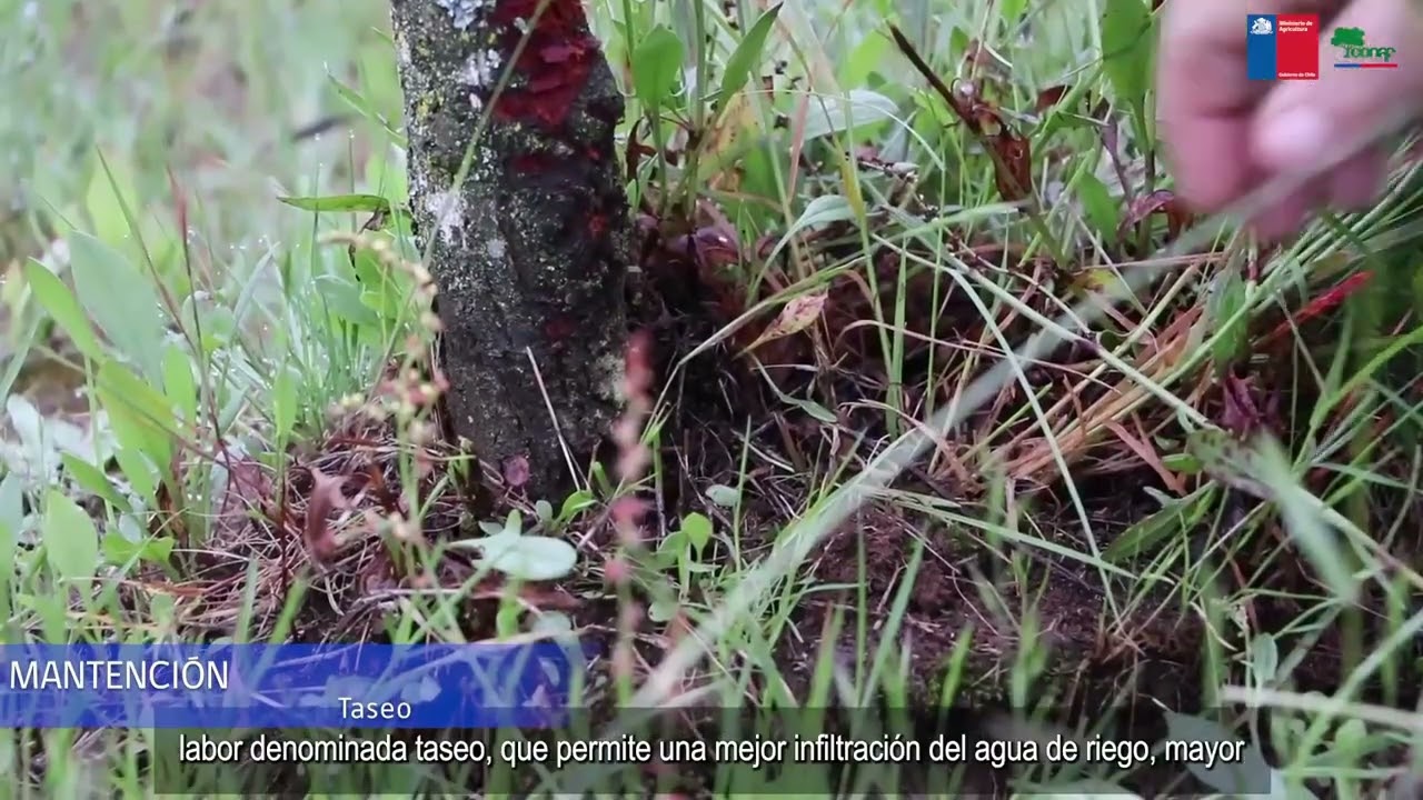 ¿Qué es arbolado urbano? Te lo contamos en este video creado por #CONAF Valdivia.
