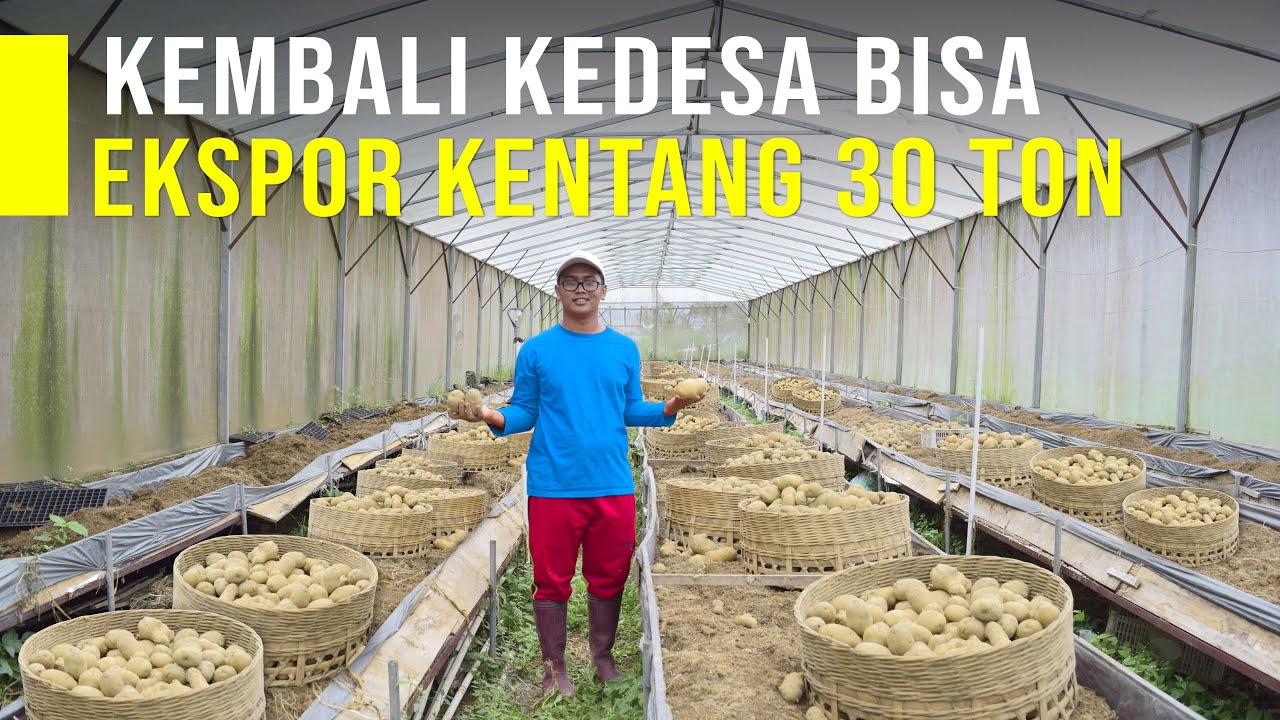 Kembali Ke Desa Jadi Petani Hasilnya Bisa Ekspor Kentang 30 Ton Per Bulan