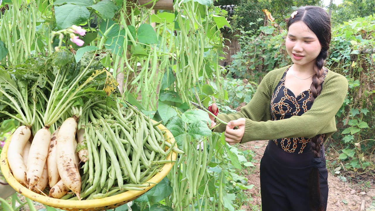 Country girl harvest green bean and radish for cooking - Delicious 2 recipes with native chicken