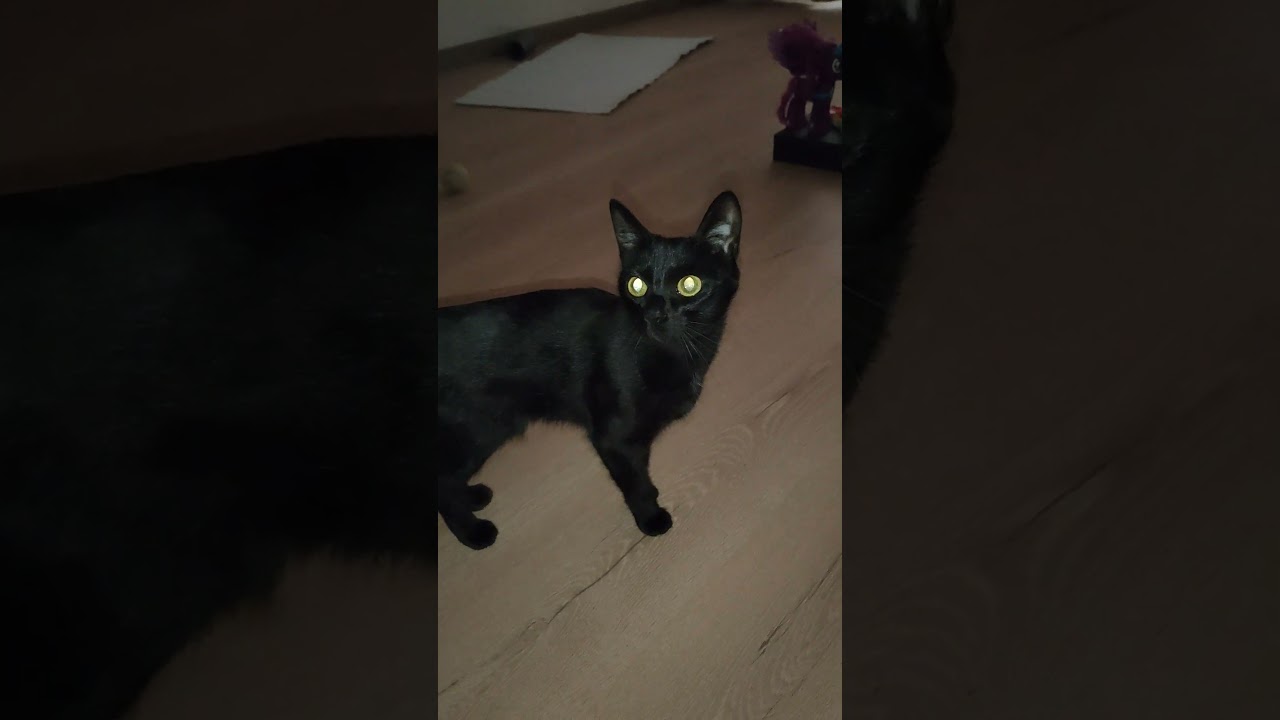Утренняя котика Ластёнка ) #оле7 #ластёна #catbehavior #cat #котофейка #кот #cats #животные #pets