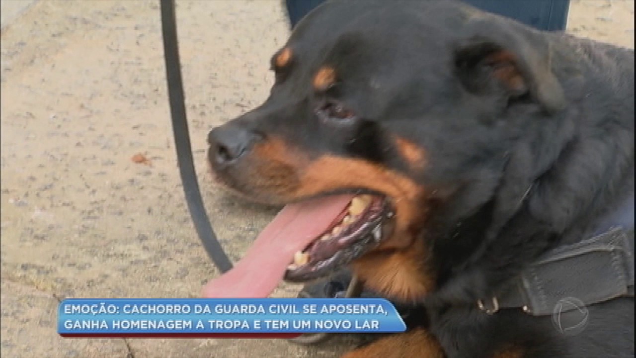 Cão da Guarda Civil se aposenta e ganha homenagem especial