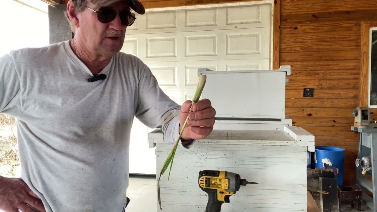 Пчеловодство! Я устанавливаю ловушки для роев! #пчеловодство #пчелы #природа #пищевойлес #усадьба...