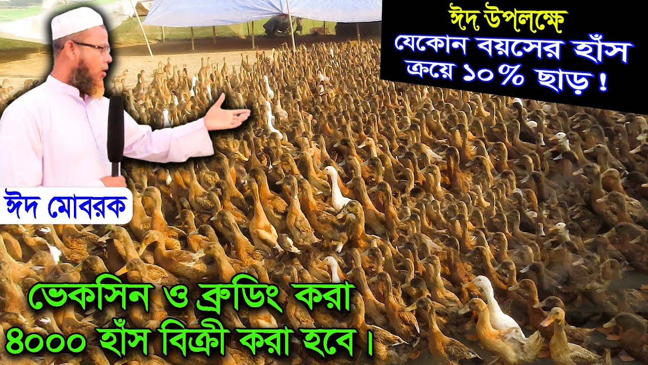 Offer! ঈদ উপলক্ষে হাঁস ক্রয়ে ১০% ছাড় | ভেকসিন ও ব্রুডিং করা ৪০০০ হাঁস বিক্রয় | শাহজালাল হাঁসের খামার