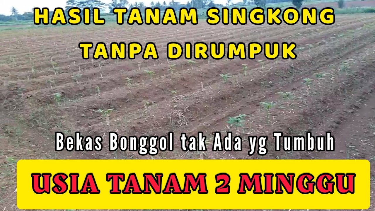 Hasil Tanam singkong tanpa di Rumpuk Umur 2 Minggu
