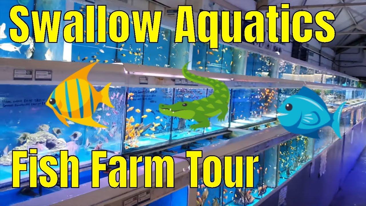 Swallow Aquatics Fish Farm Tour